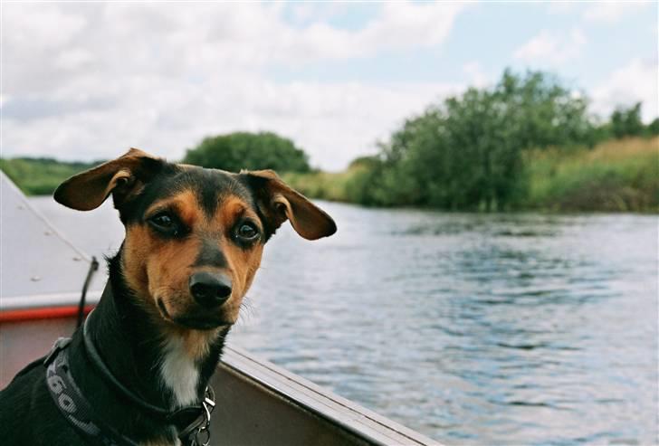Blanding af racer Mille - På kanotur billede 9