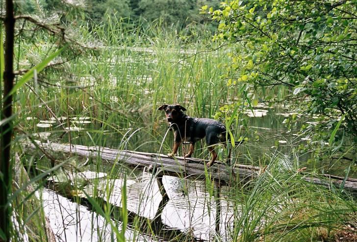 Blanding af racer Mille billede 4