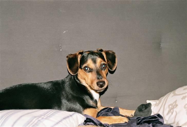 Blanding af racer Mille billede 5