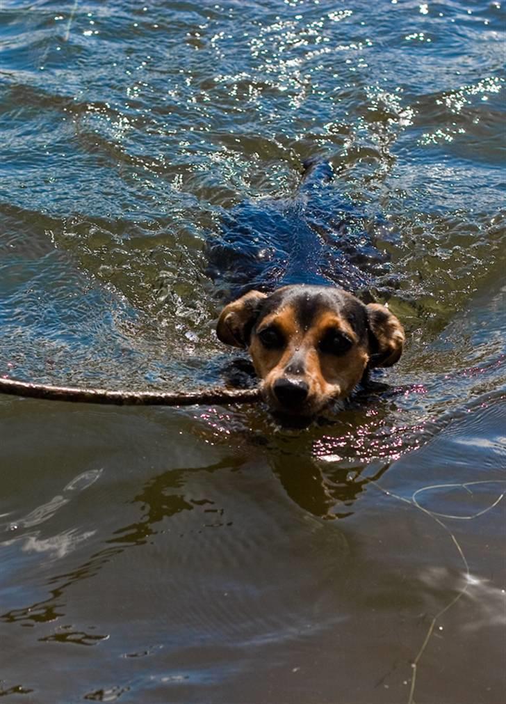 Blanding af racer Mille billede 6