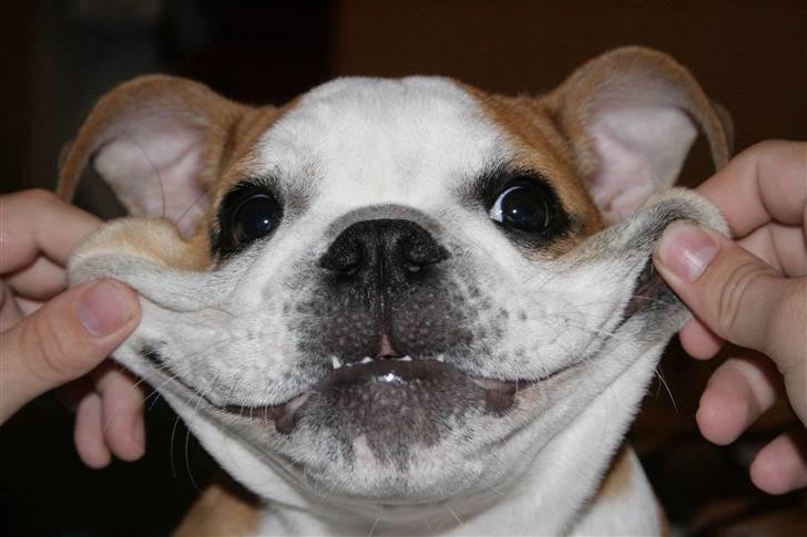 Engelsk bulldog Petra Schubert billede 6