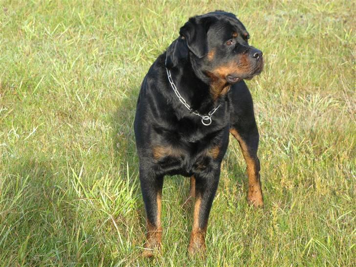 Rottweiler nico billede 14