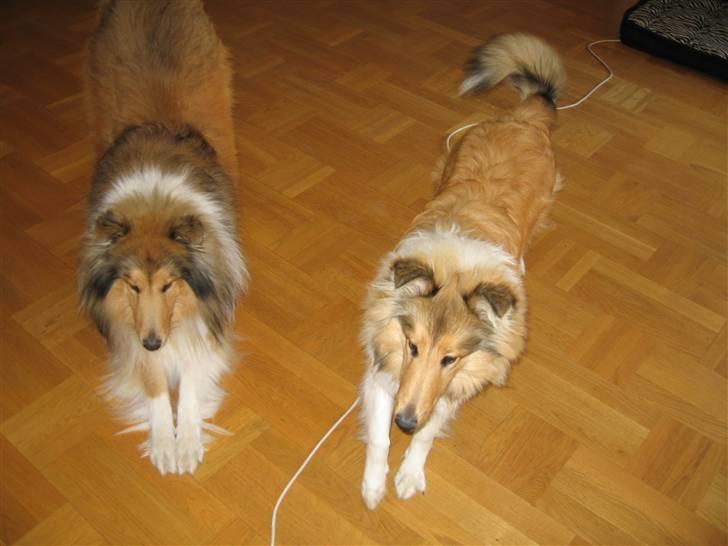 Collie langhåret Bertram billede 19