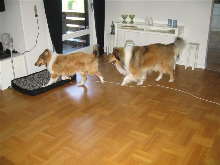 Collie langhåret Zenta billede 10