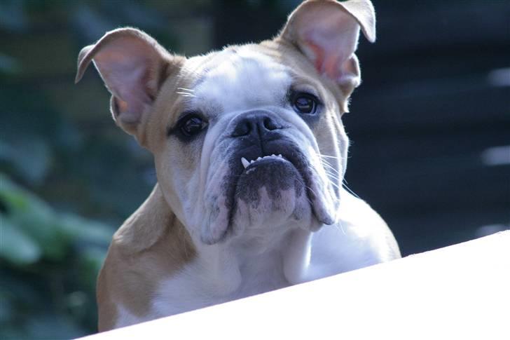 Engelsk bulldog Petra Schubert billede 7