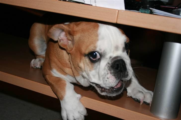 Engelsk bulldog Petra Schubert billede 8