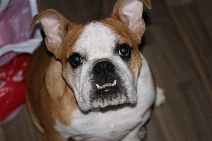 Engelsk bulldog Petra Schubert billede 9