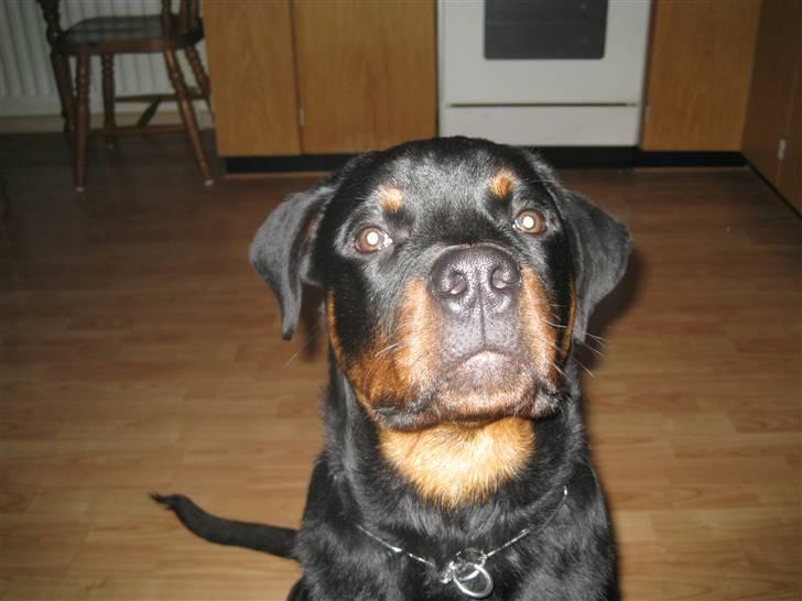 Rottweiler tyson billede 4