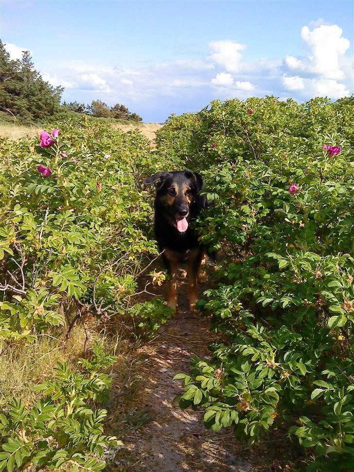 Blanding af racer Chili - Chili der er ude og gå en tur oppe i sommerhuset.  billede 9