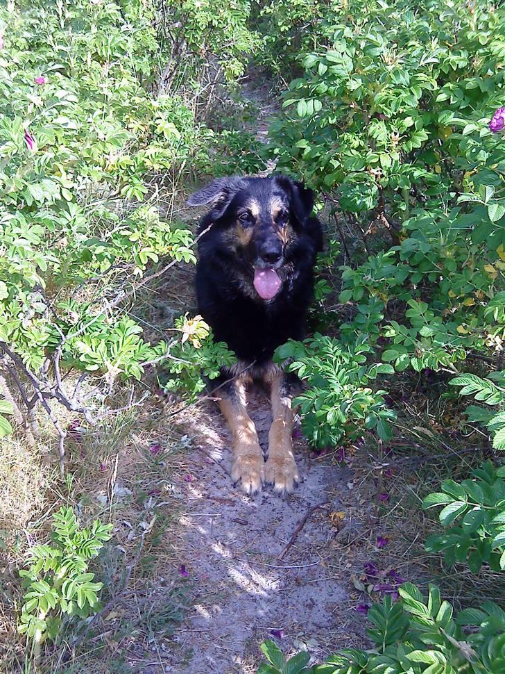 Blanding af racer Chili billede 10