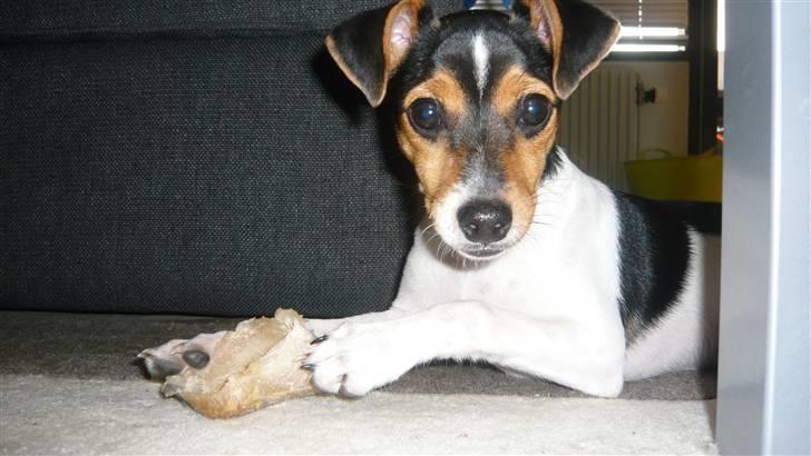 Dansk svensk gaardhund Miklo billede 1