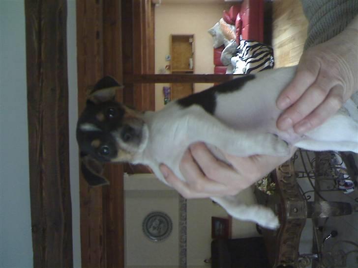 Dansk svensk gaardhund Miklo billede 2