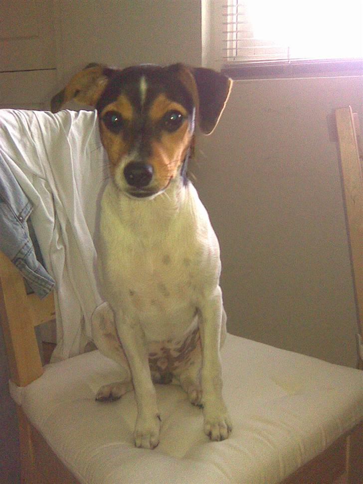 Dansk svensk gaardhund Miklo billede 3