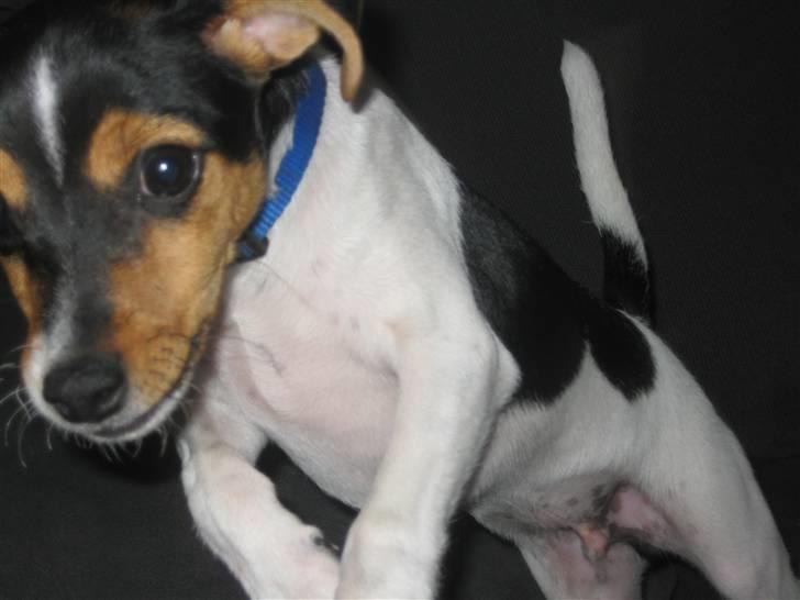 Dansk svensk gaardhund Miklo billede 4