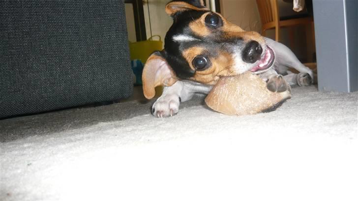 Dansk svensk gaardhund Miklo billede 5