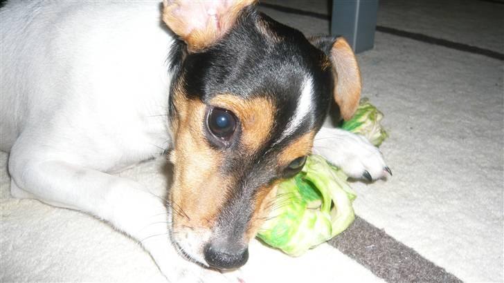 Dansk svensk gaardhund Miklo billede 6