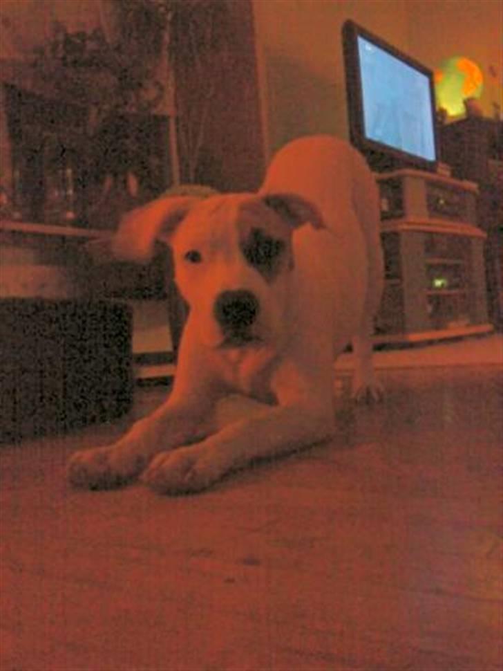 Amerikansk staffordshire terrier Ally (lulle) billede 11