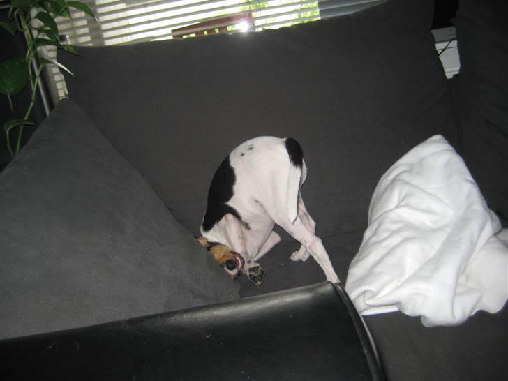 Dansk svensk gaardhund Miklo billede 7