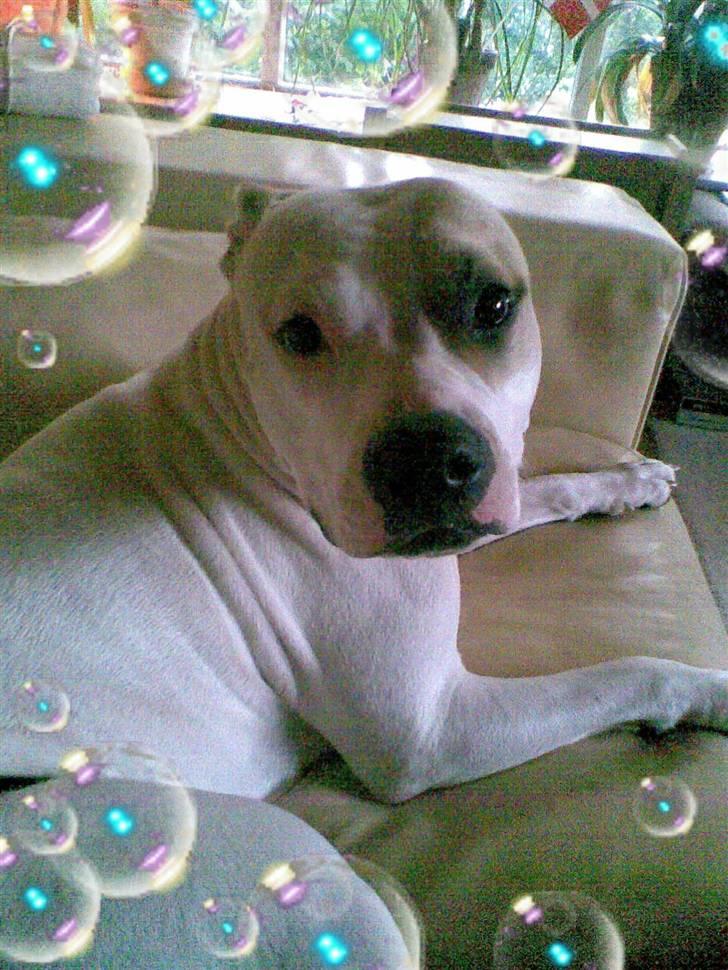 Amerikansk staffordshire terrier Ally (lulle) billede 12