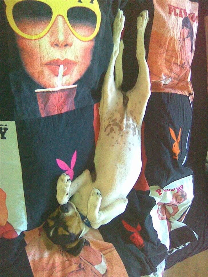 Dansk svensk gaardhund Miklo billede 8