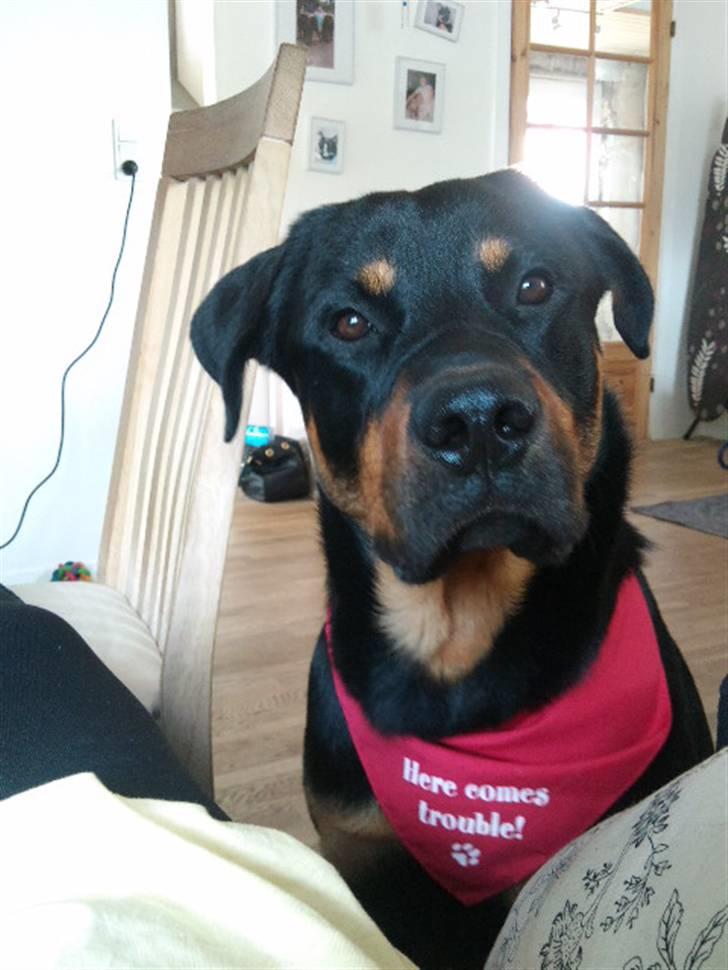 Rottweiler Balou billede 1