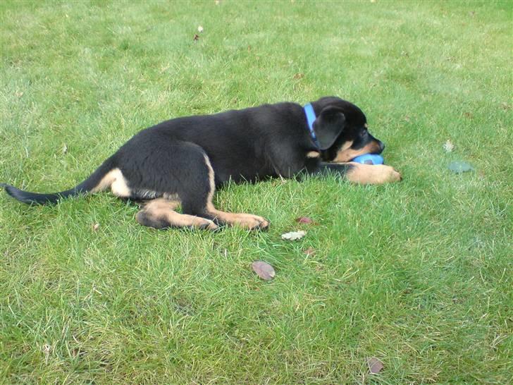 Rottweiler Balou billede 2