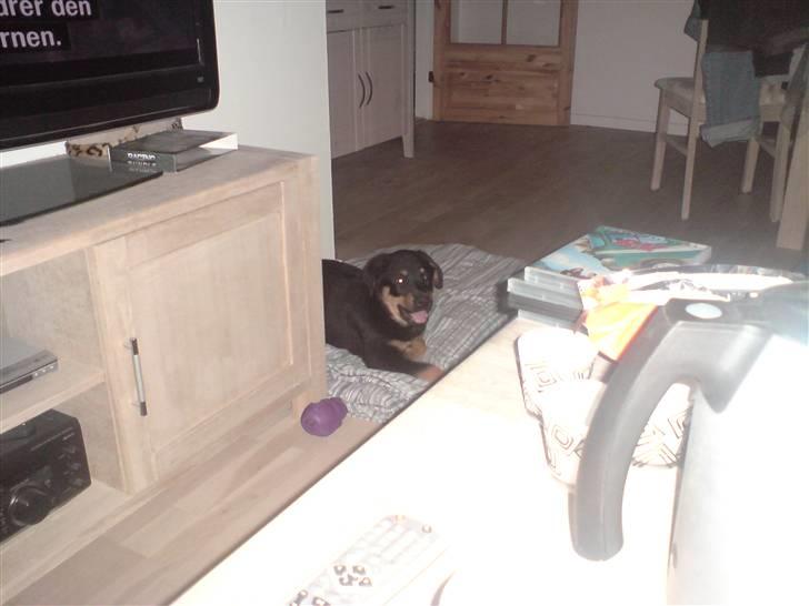 Rottweiler Balou billede 3