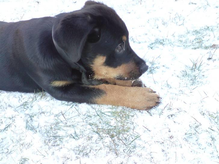Rottweiler Balou billede 4