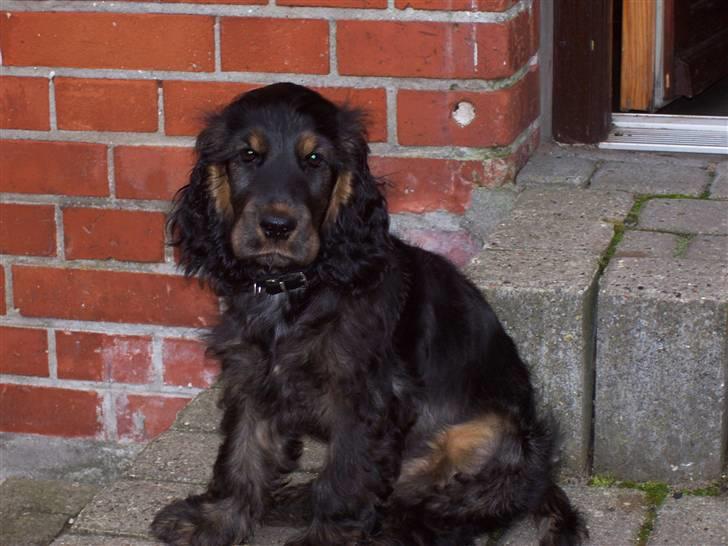Cocker spaniel Emma  - Emma sidder og kigger billede 1