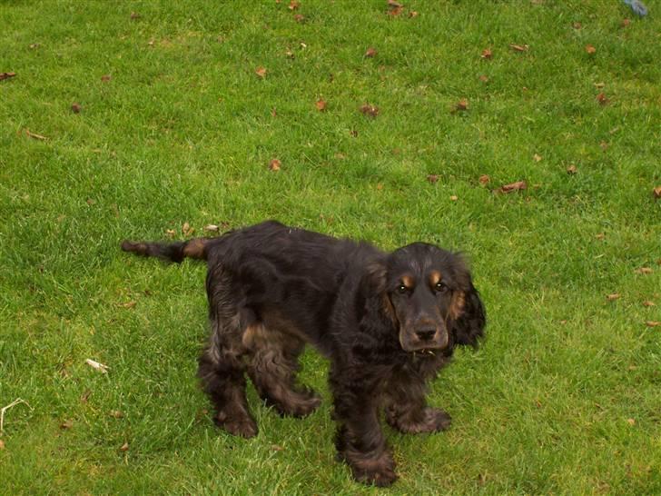 Cocker spaniel Emma  billede 2