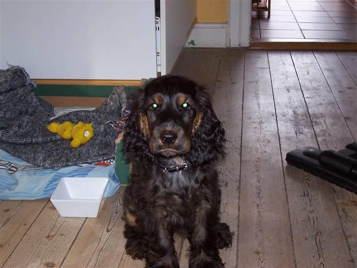 Cocker spaniel Emma  billede 3