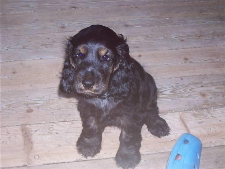 Cocker spaniel Emma  billede 4