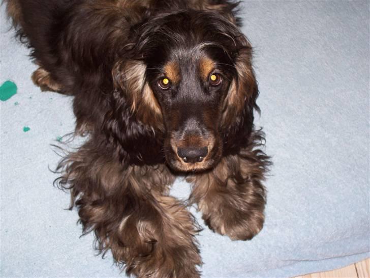 Cocker spaniel Emma  billede 5