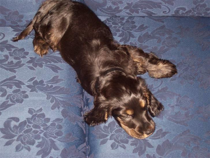 Cocker spaniel Emma  billede 6