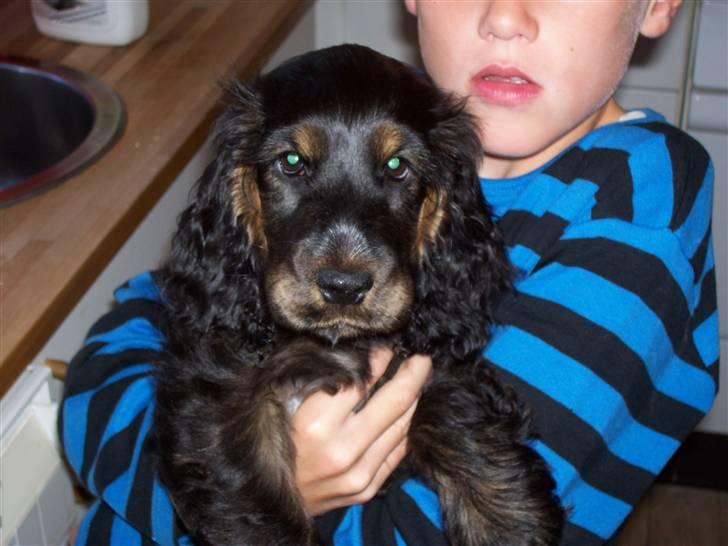 Cocker spaniel Emma  billede 7