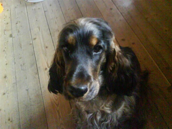 Cocker spaniel Emma  billede 8