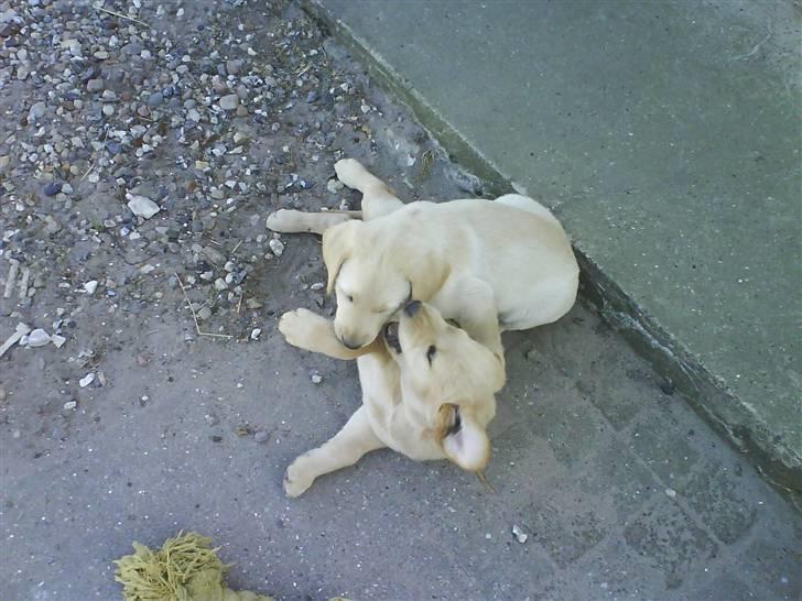Labrador retriever Sara - Mig og min ene søster (: billede 6