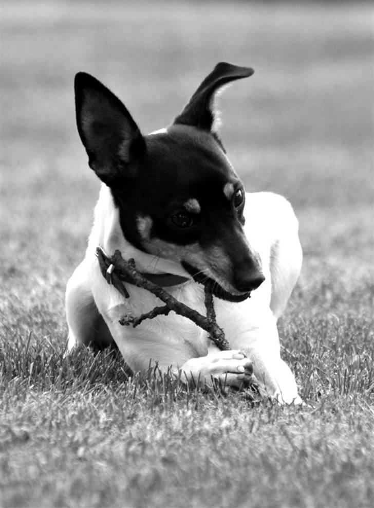 Dansk svensk gaardhund Gry billede 1