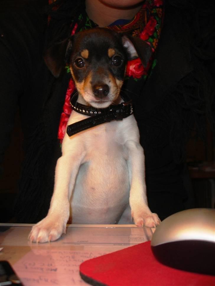 Dansk svensk gaardhund Gry billede 2