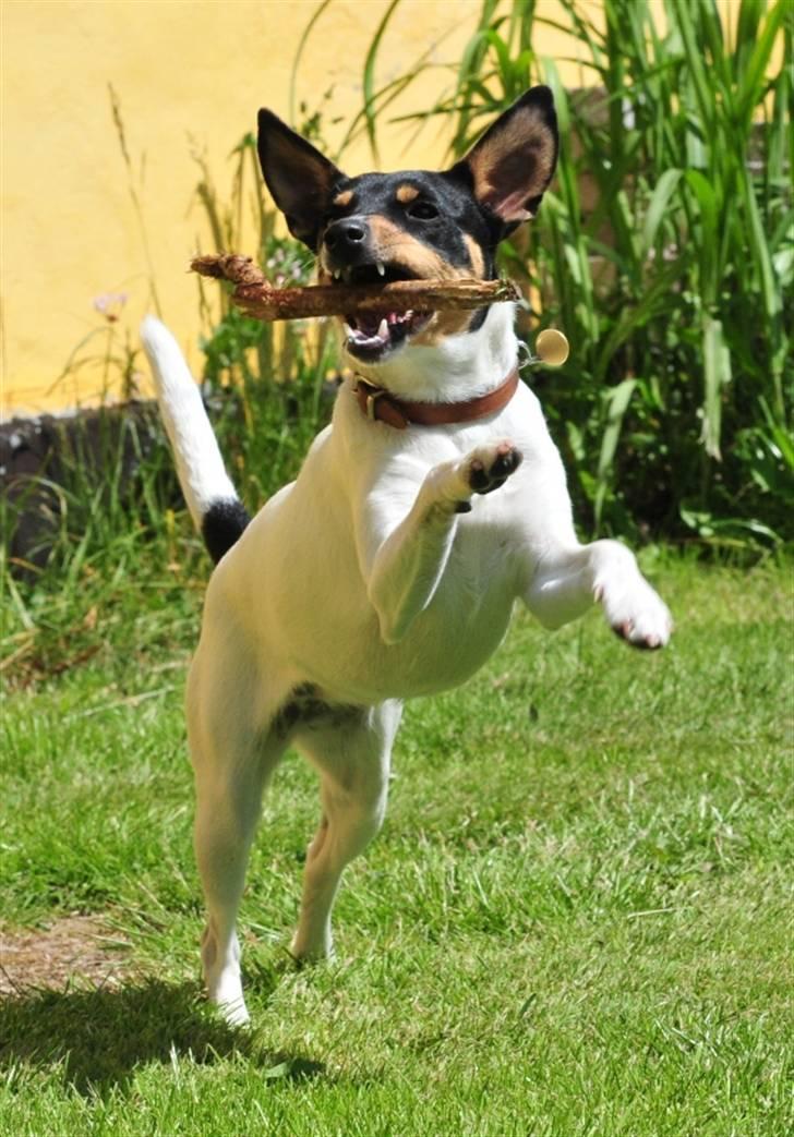 Dansk svensk gaardhund Gry billede 3