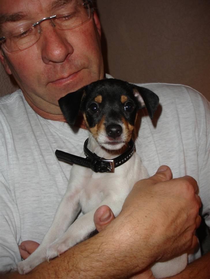 Dansk svensk gaardhund Gry billede 4