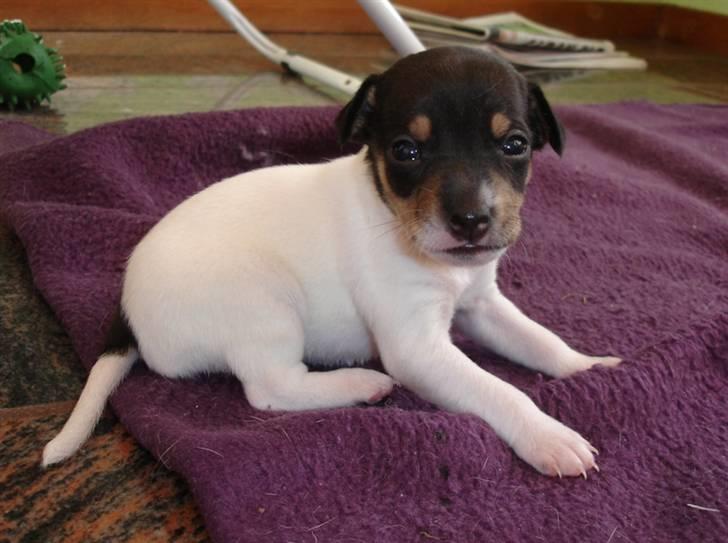 Dansk svensk gaardhund Gry - Første gang jeg så hende. billede 5