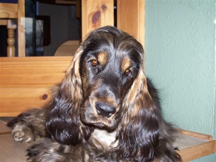 Cocker spaniel Emma  billede 9