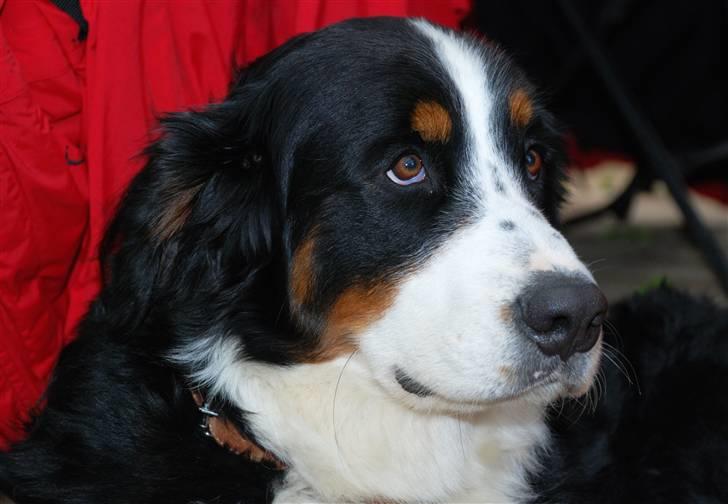Berner sennenhund Frida R.I.P. billede 20