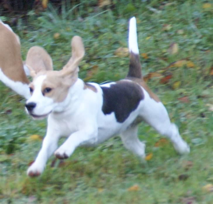 Beagle Svea billede 19