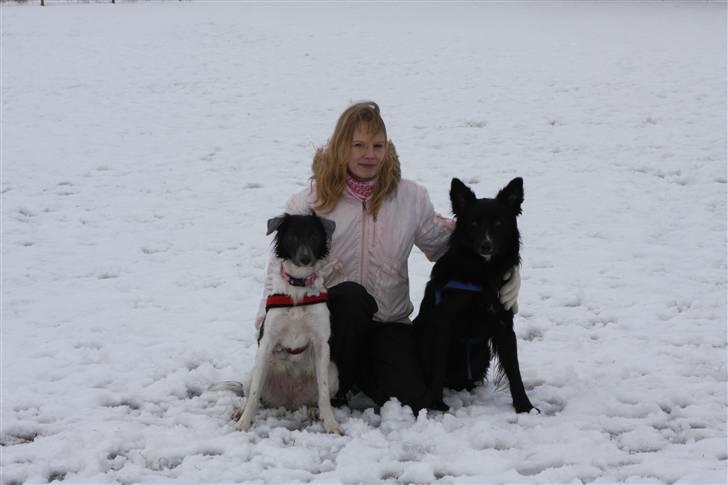 Border collie Cassie - dejlig efterårsdag med leg billede 1