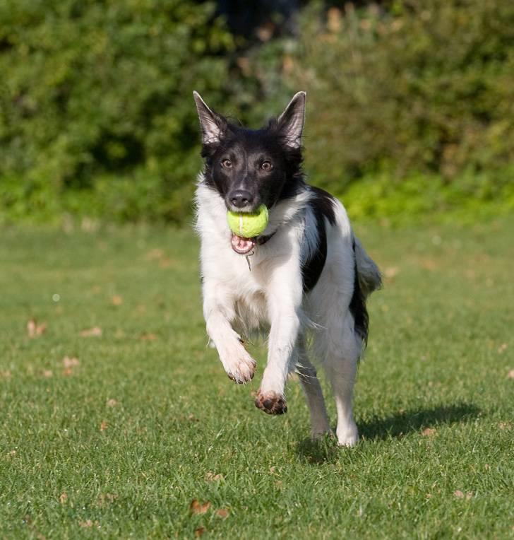 Border collie Cassie billede 2