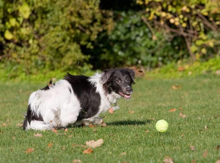 Border collie Cassie billede 3