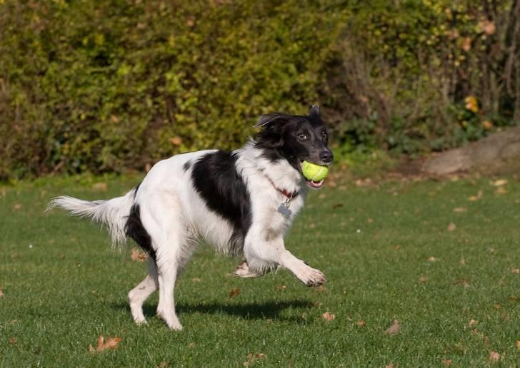 Border collie Cassie billede 4