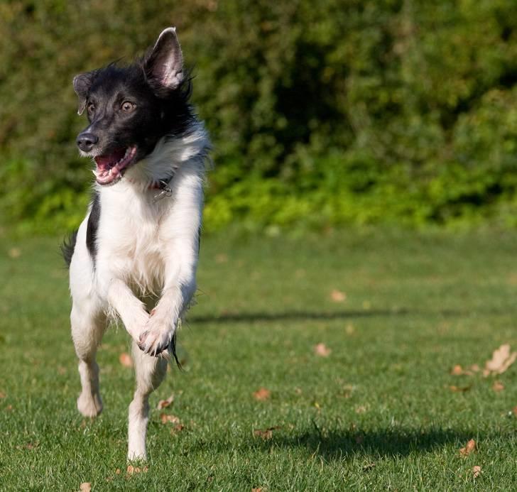Border collie Cassie billede 5